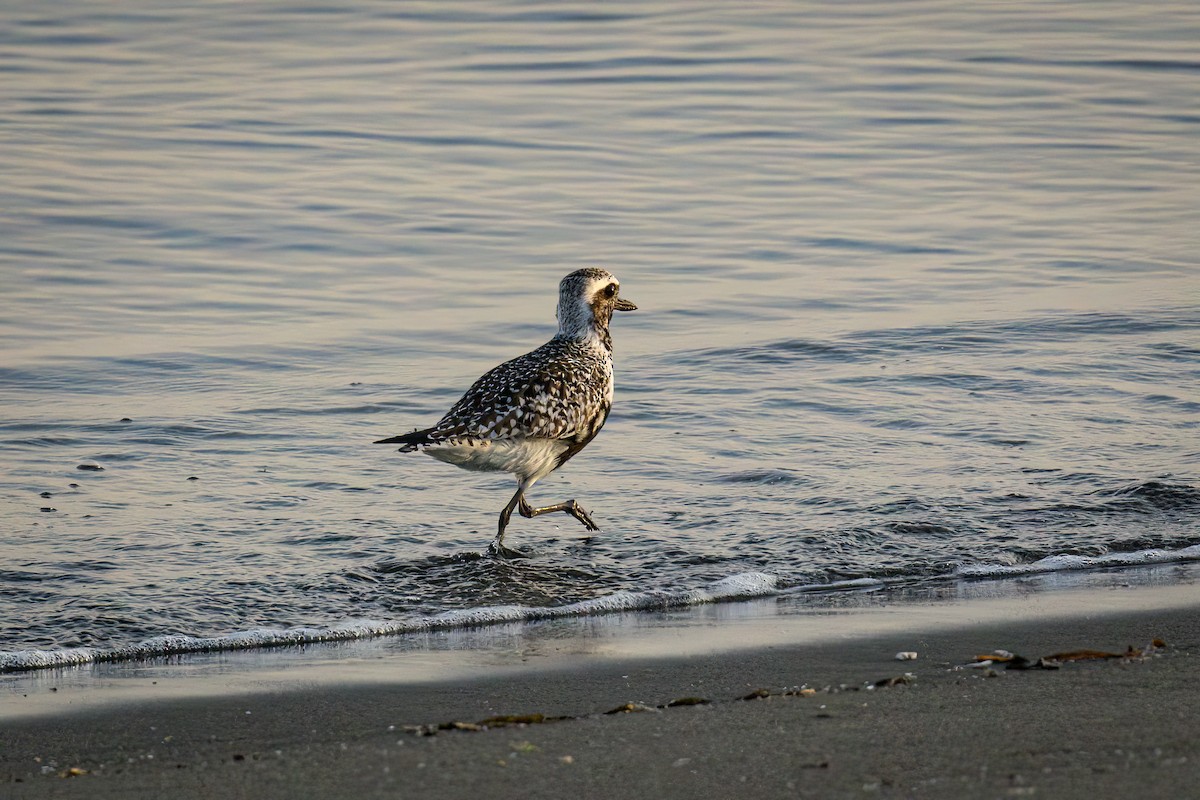 Black-bellied Plover - Sooney Viani