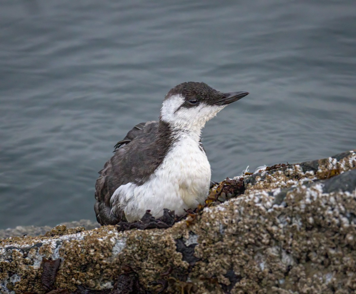 Common Murre - Sooney Viani