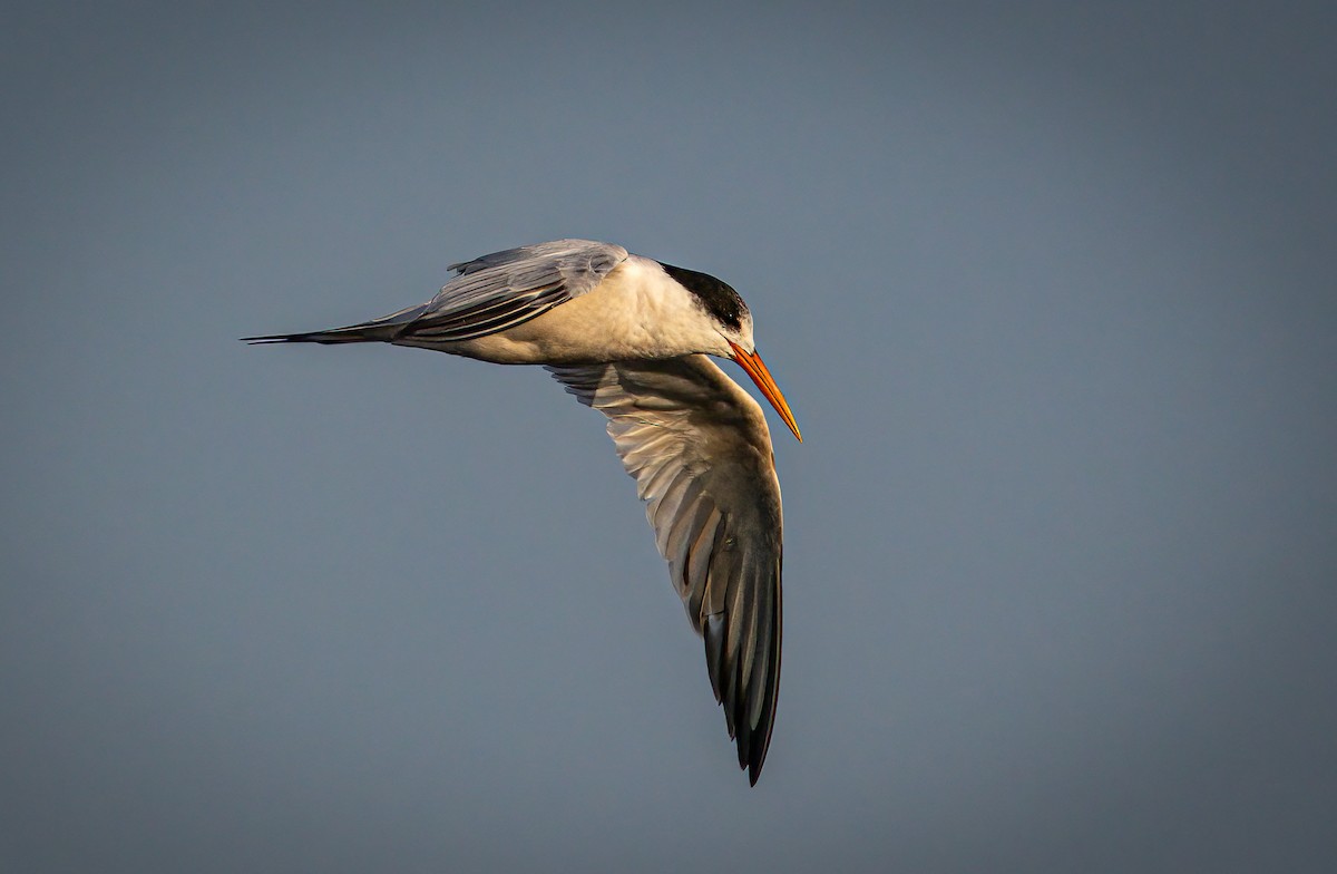 Elegant Tern - Sooney Viani