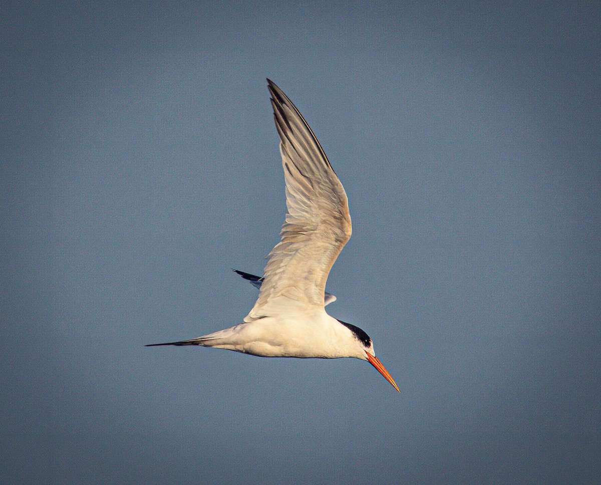 Elegant Tern - Sooney Viani