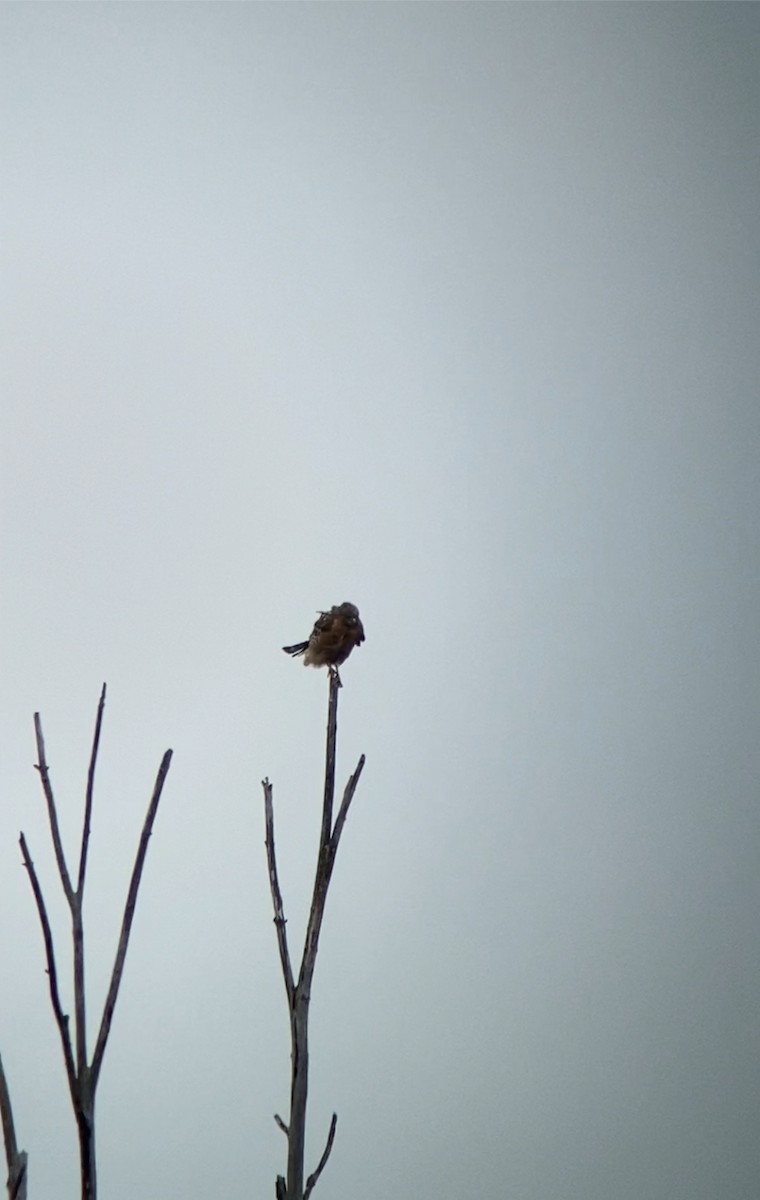 Red-shouldered Hawk - ML609352744