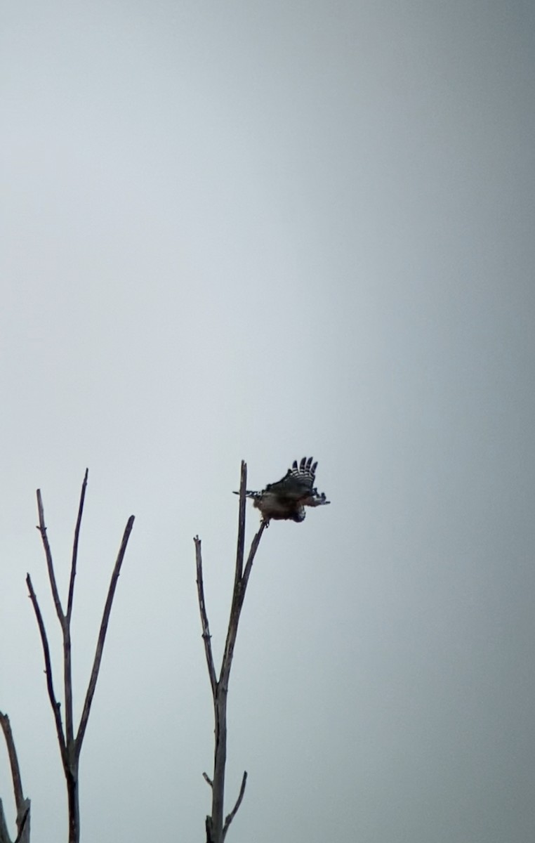 Red-shouldered Hawk - ML609352747