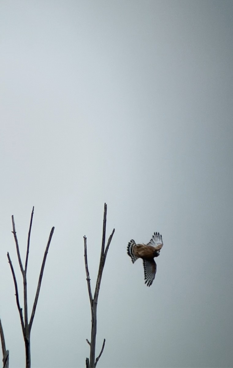 Red-shouldered Hawk - ML609352748