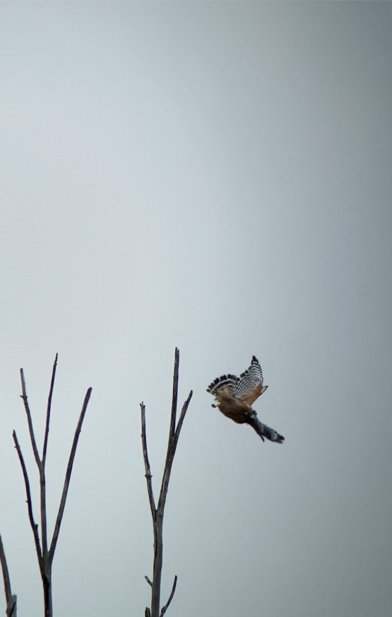 Red-shouldered Hawk - ML609352751