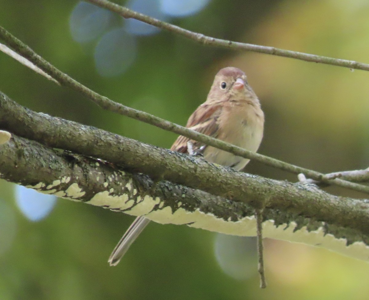Field Sparrow - Debra Ferguson