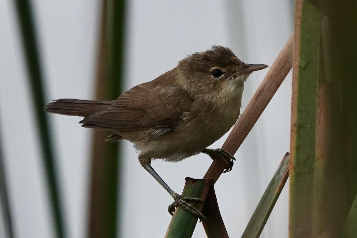 Common Reed Warbler (Common) - ML609352790