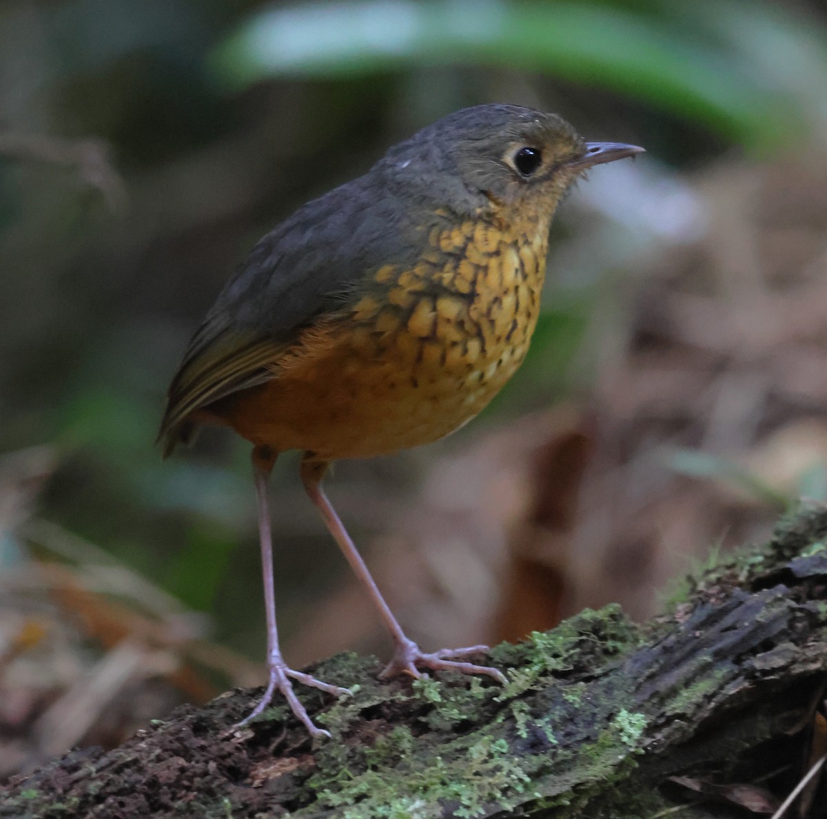 Speckle-breasted Antpitta - ML609352989