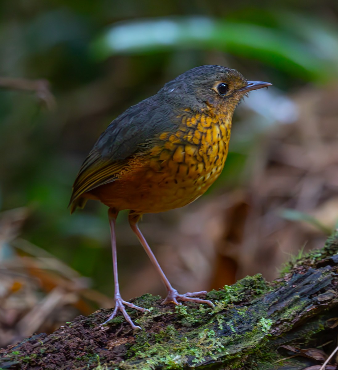 Speckle-breasted Antpitta - ML609353018