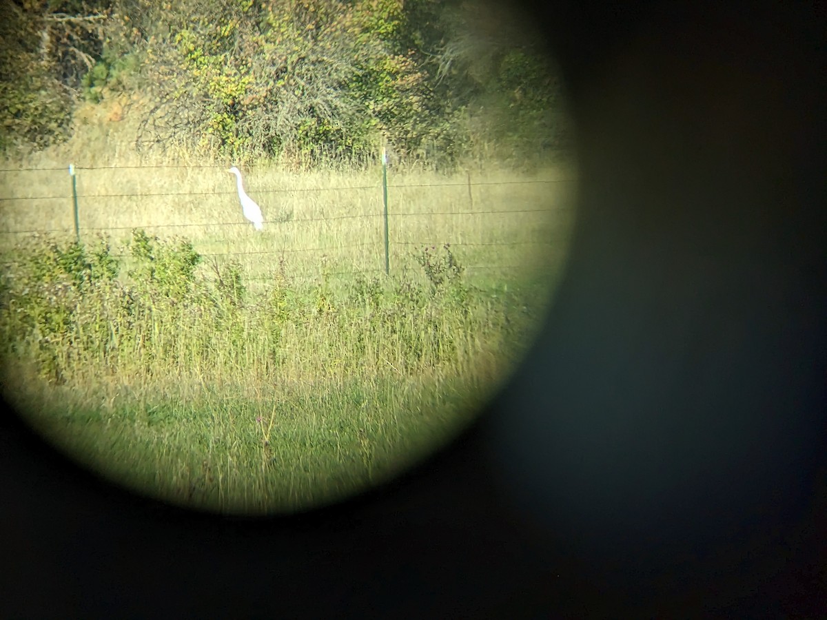 Great Egret - Evana Newberry