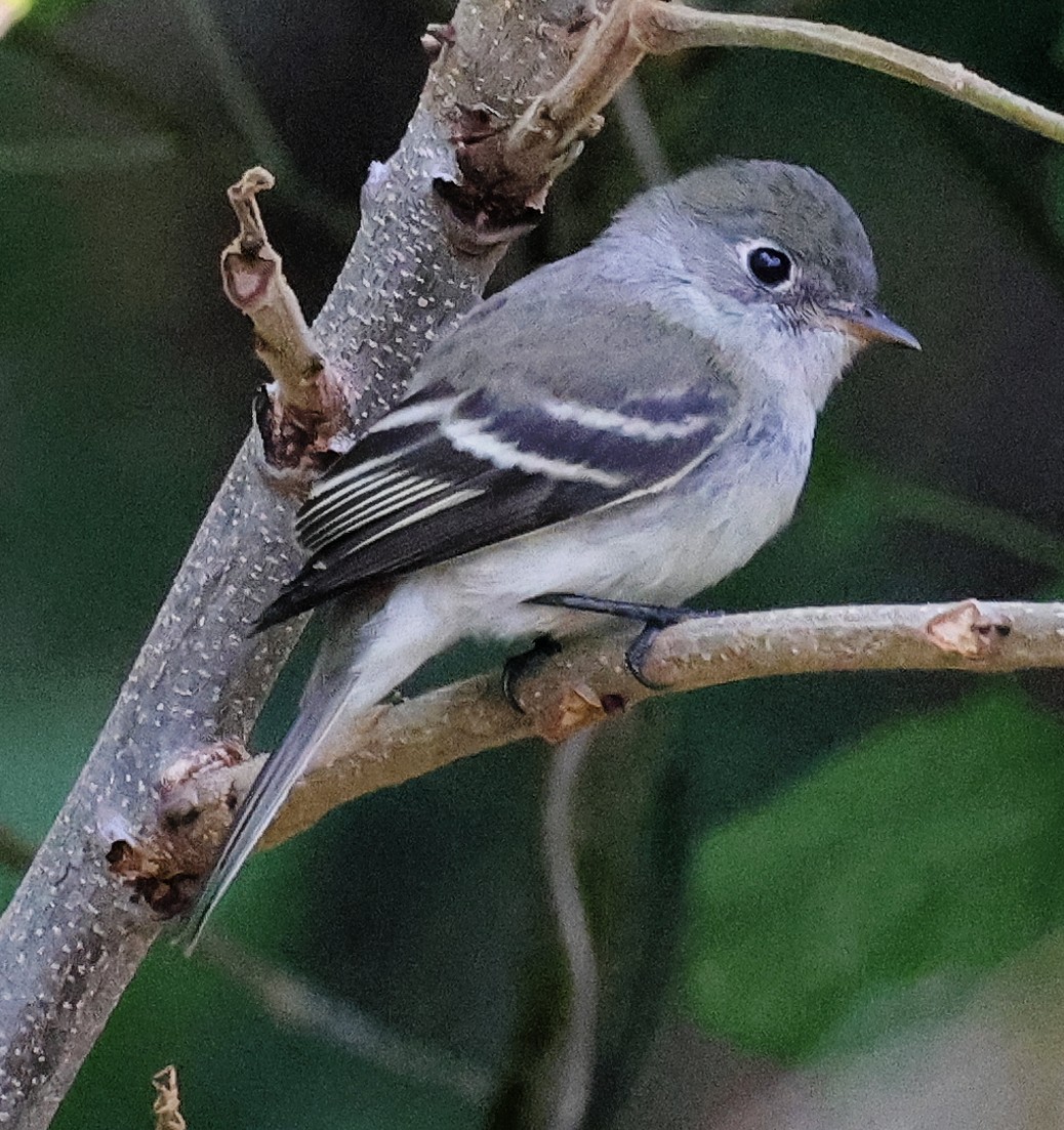 Least Flycatcher - ML609353081