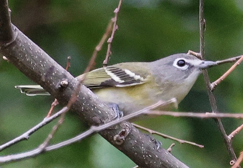 Blue-headed Vireo - ML609353123