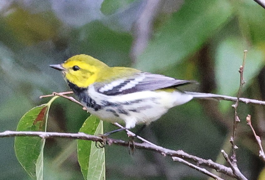 Black-throated Green Warbler - ML609353142