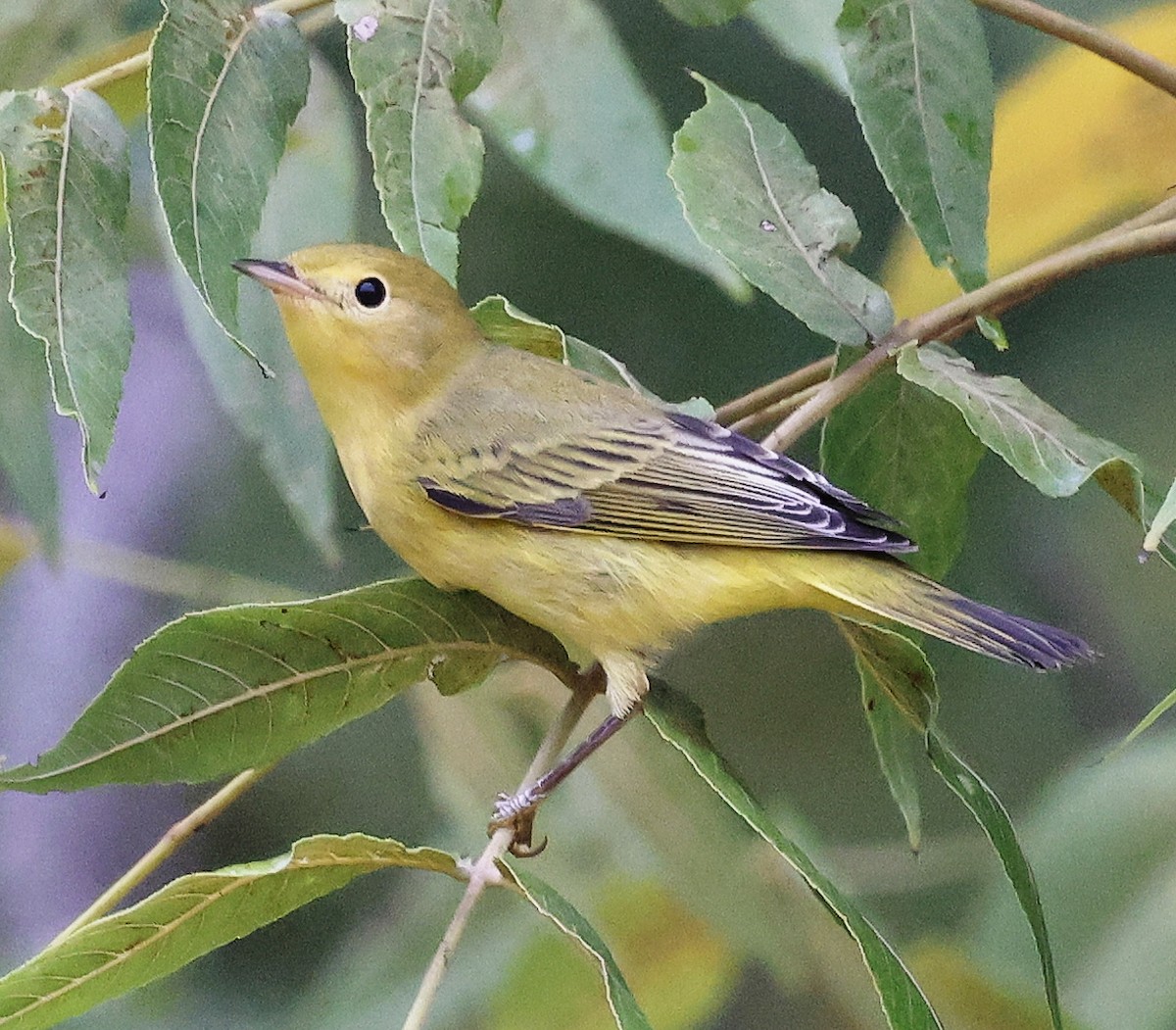 Northern Yellow Warbler - ML609353171