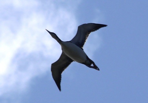 Common Loon - ML609353182