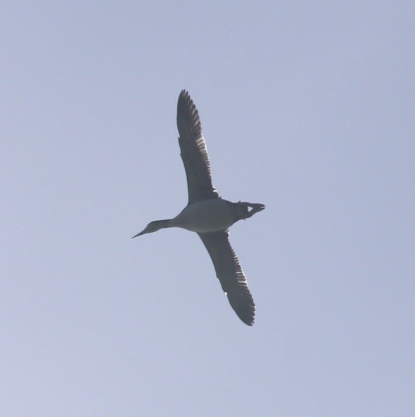 Common Loon - ML609353183