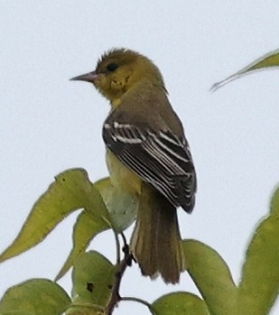 Baltimore Oriole - ML609353197