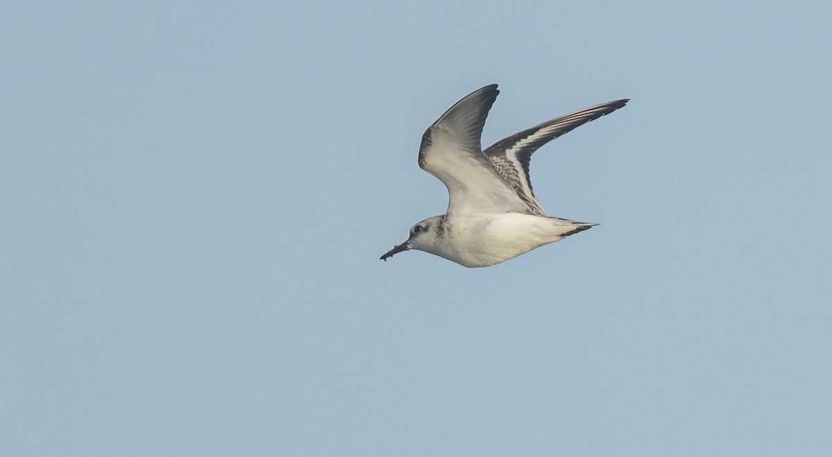 Sanderling - Francisco Pires