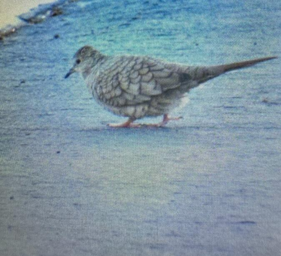 Inca Dove - ML609353210
