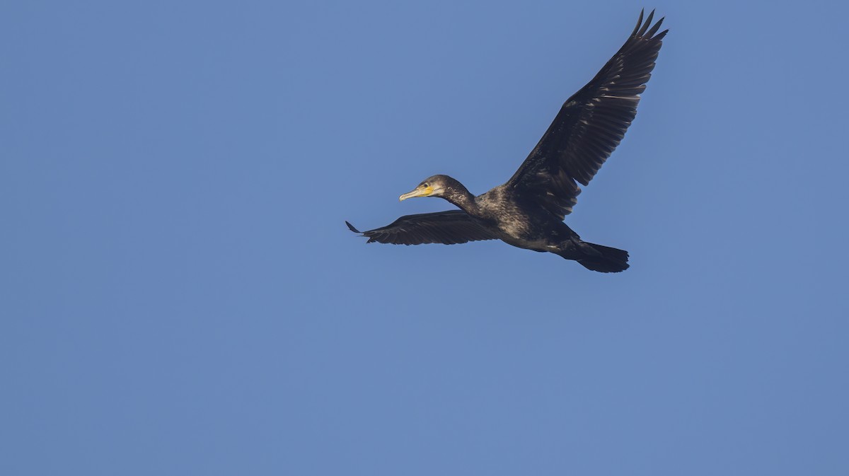 Great Cormorant - ML609353214