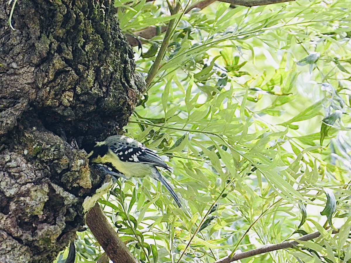 Indian Yellow Tit - ML609353251