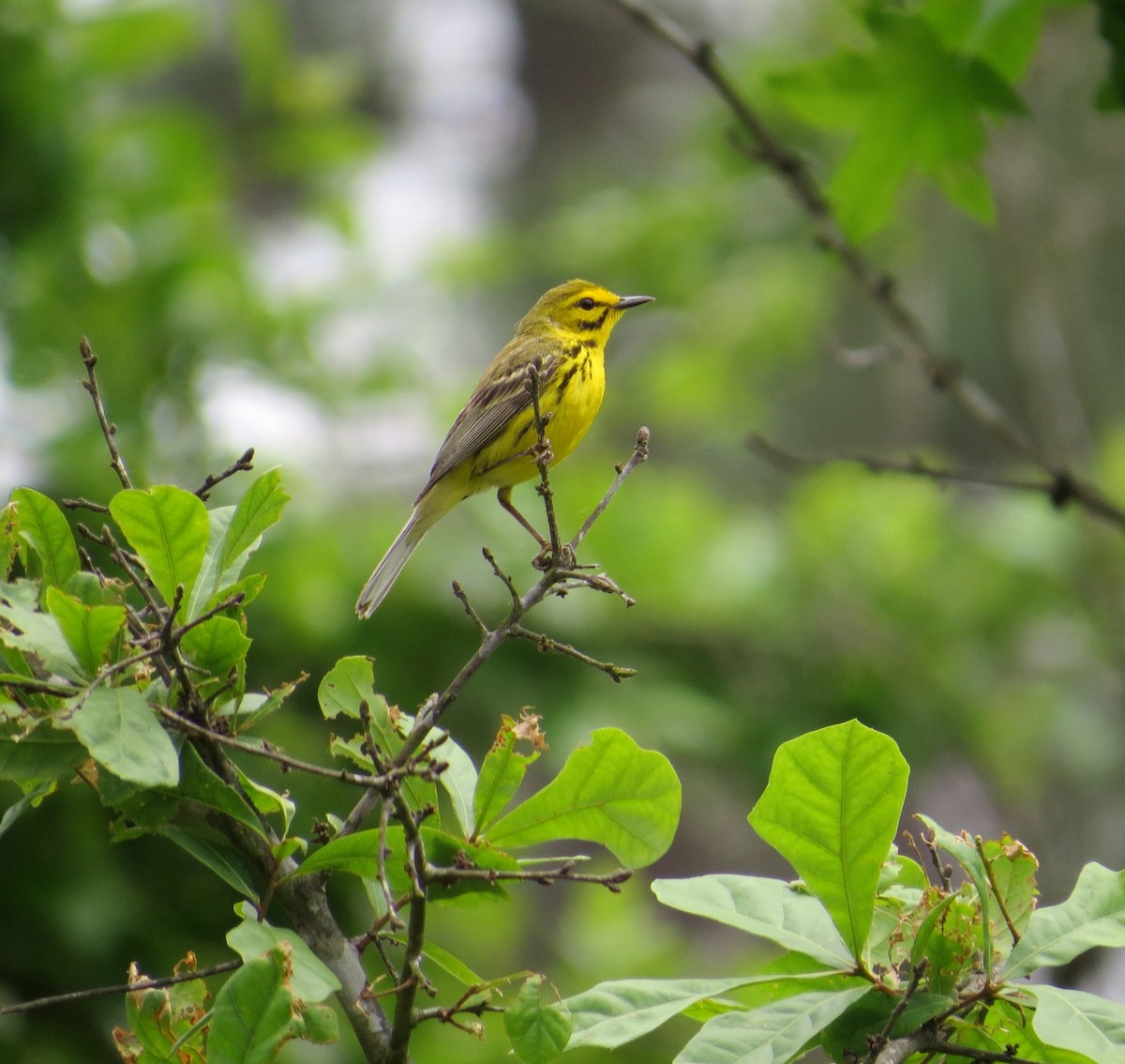 Prairie Warbler - Lois Stacey