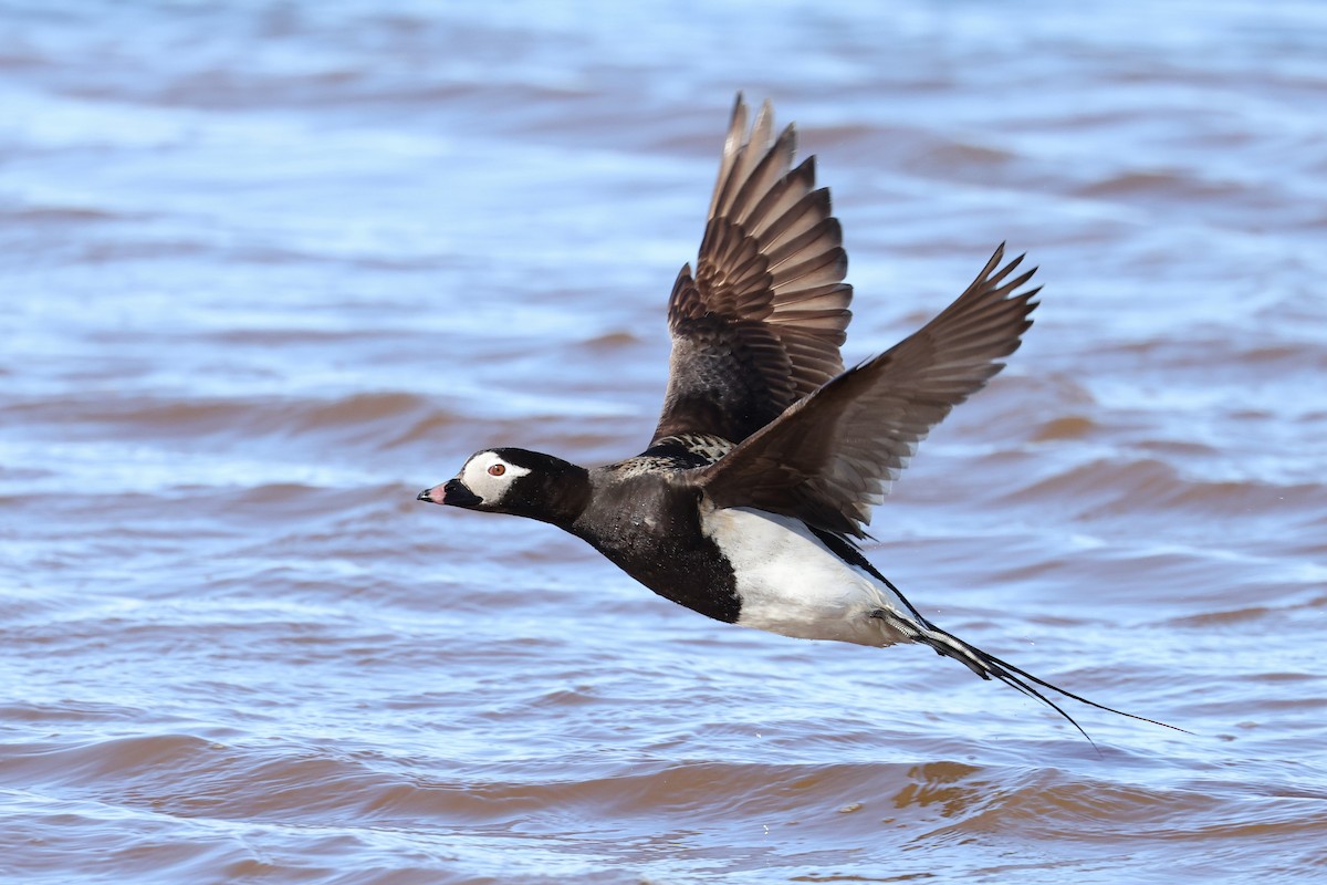 Long-tailed Duck - ML609353381