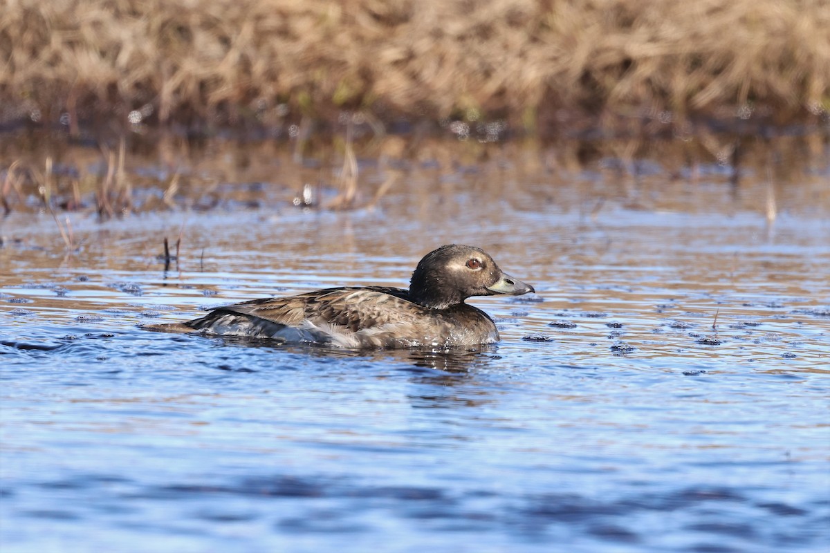 Long-tailed Duck - ML609353383
