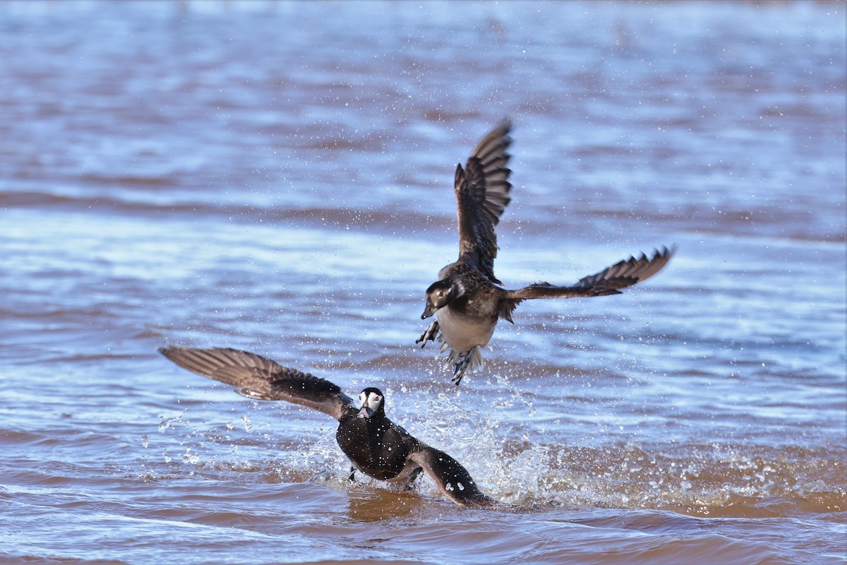 Long-tailed Duck - ML609353386