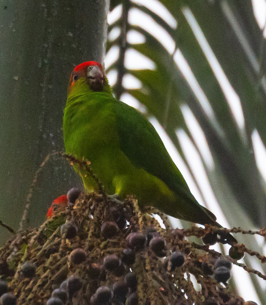 Pileated Parrot - ML609353390