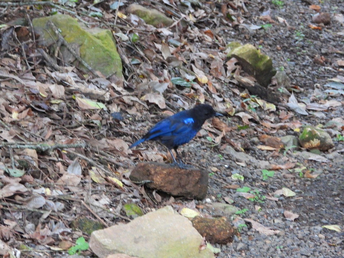 Малабарская синяя птица - ML609353415