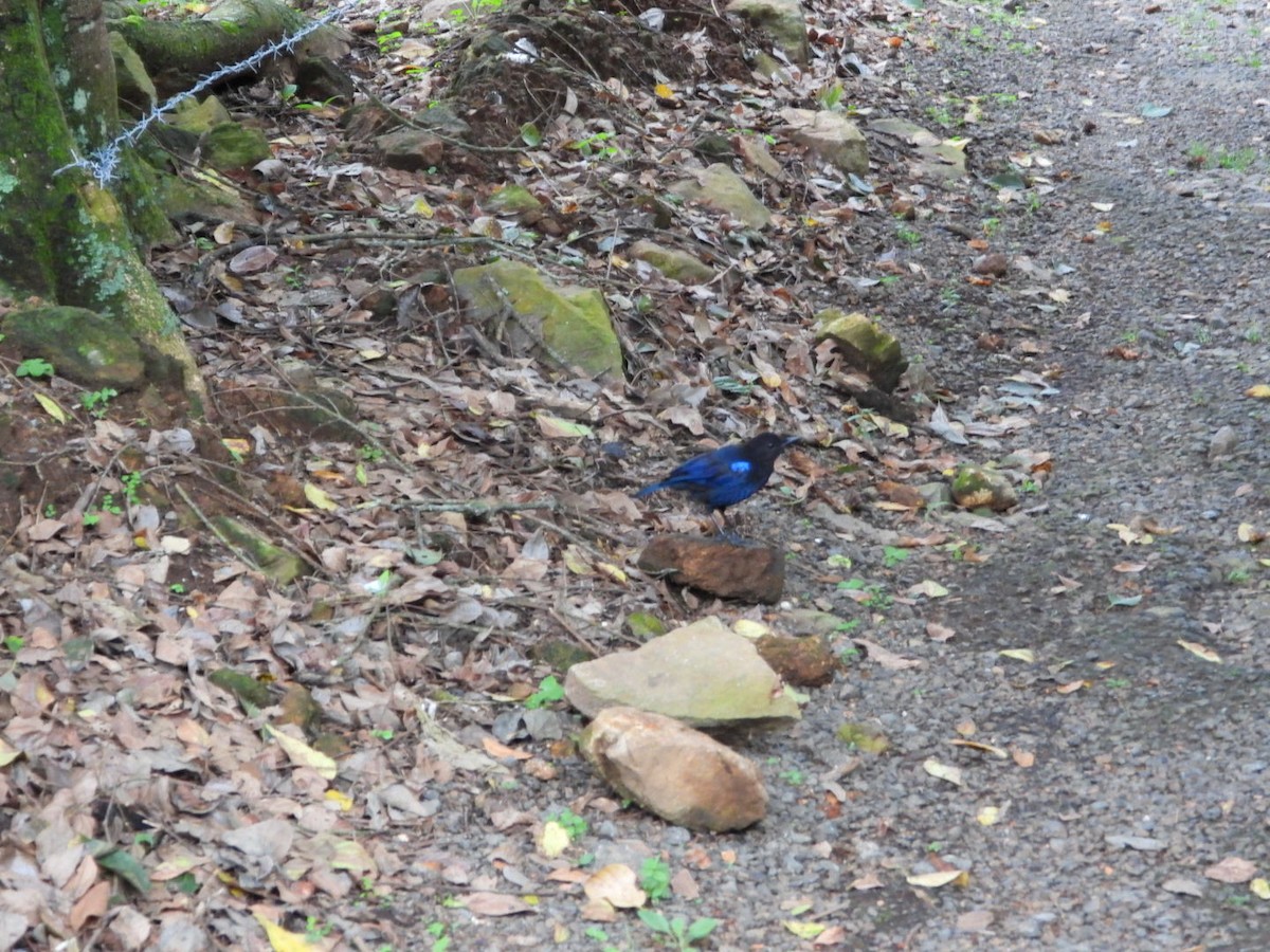 Malabar Whistling-Thrush - ML609353416