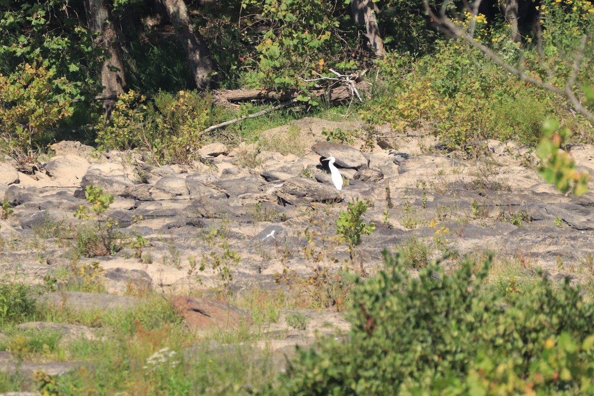 Great Blue Heron (Great White) - ML609353429
