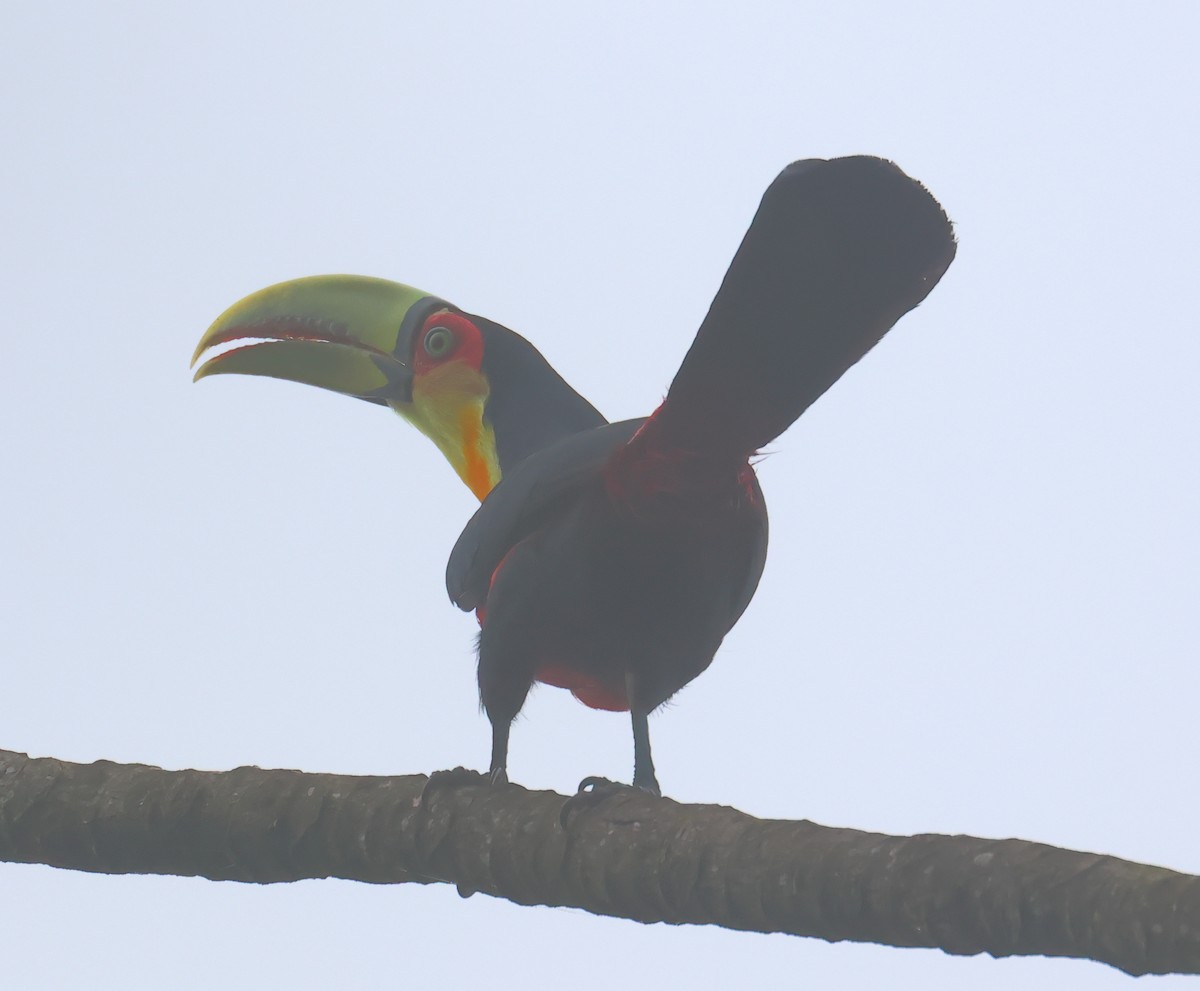 Red-breasted Toucan - ML609353467
