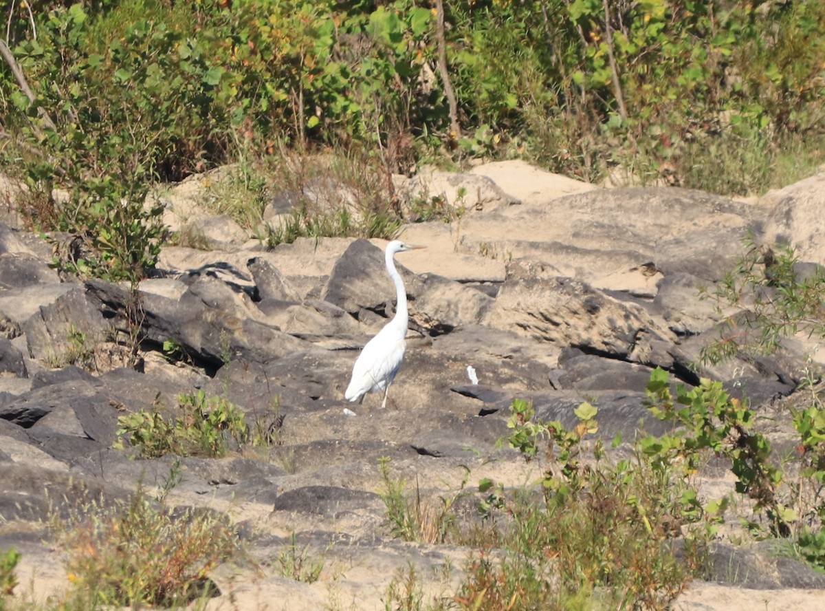 Great Blue Heron (Great White) - ML609353476