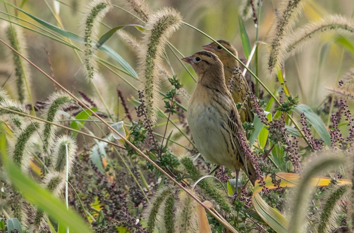 Bobolink - Gale VerHague
