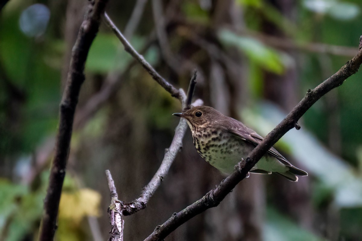 Gray-cheeked Thrush - ML609353478