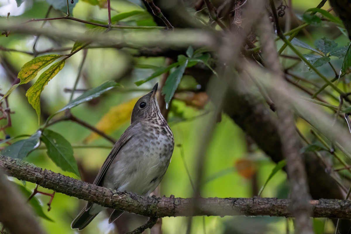 Gray-cheeked Thrush - ML609353479