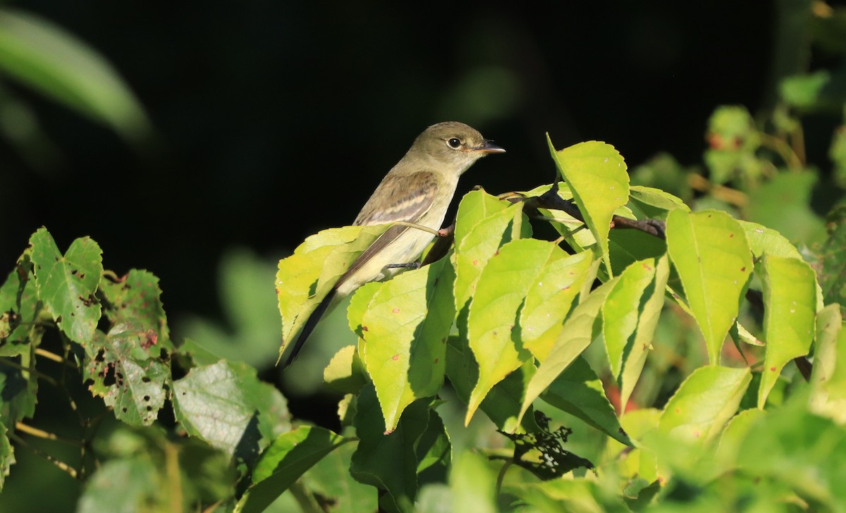 Alder Flycatcher - ML609353484