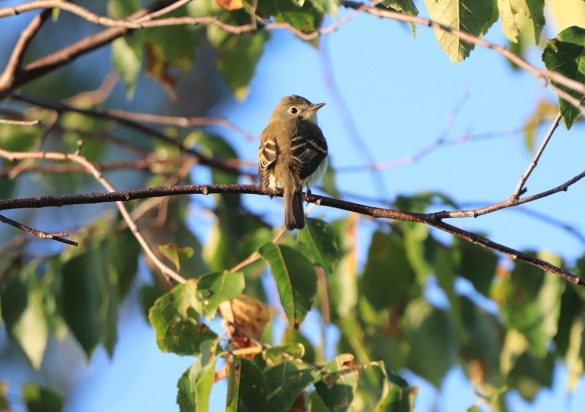 Least Flycatcher - Will Burgoyne