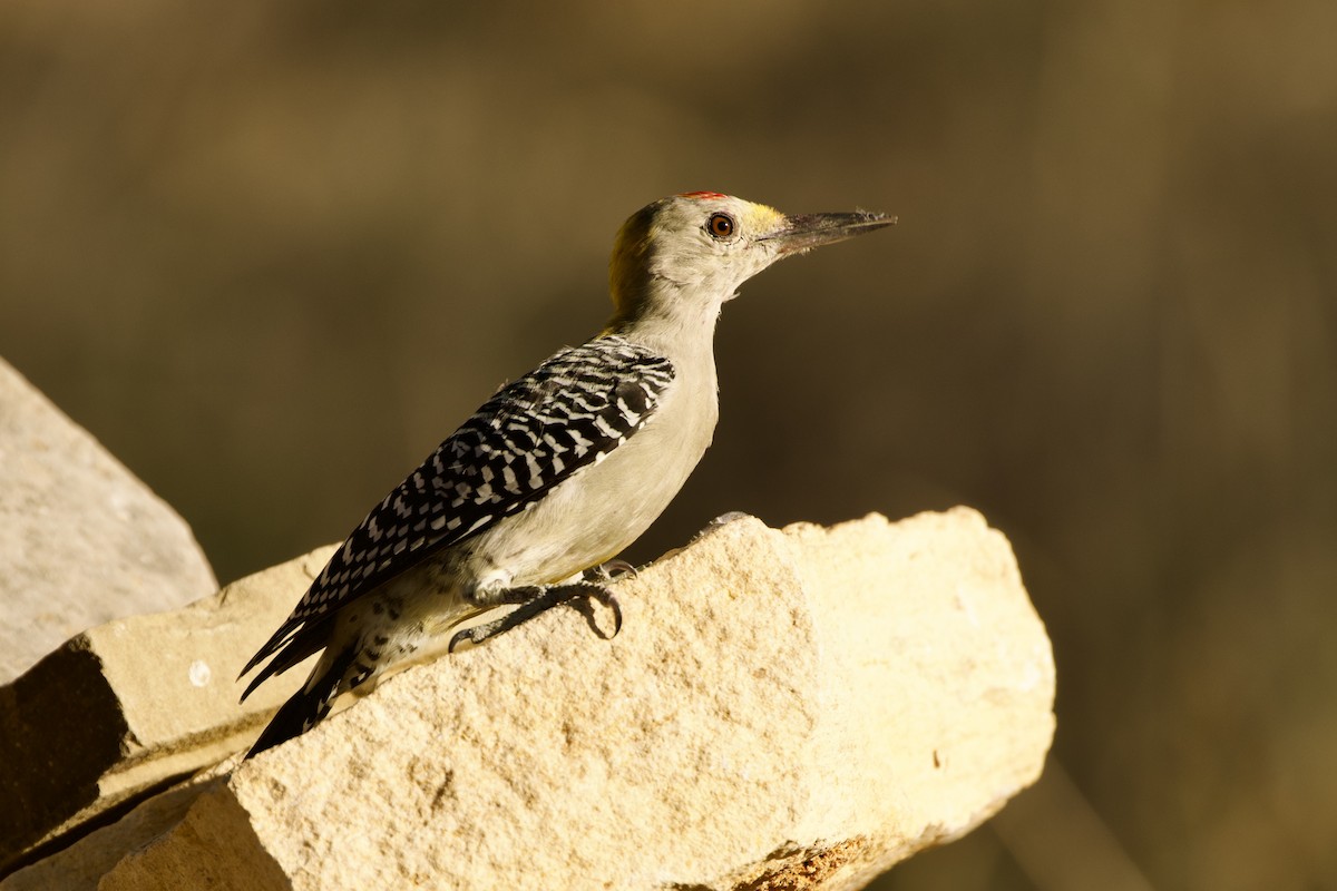 Golden-fronted Woodpecker - ML609353569