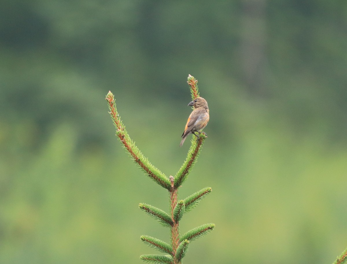 Red Crossbill (Appalachian or type 1) - Will Burgoyne