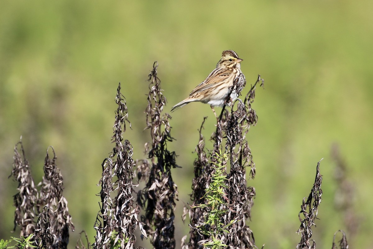 Savannah Sparrow - ML609353661