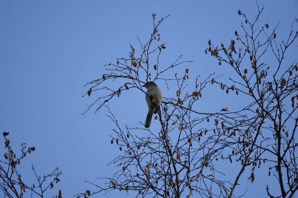 Northern Shrike - ML609353689