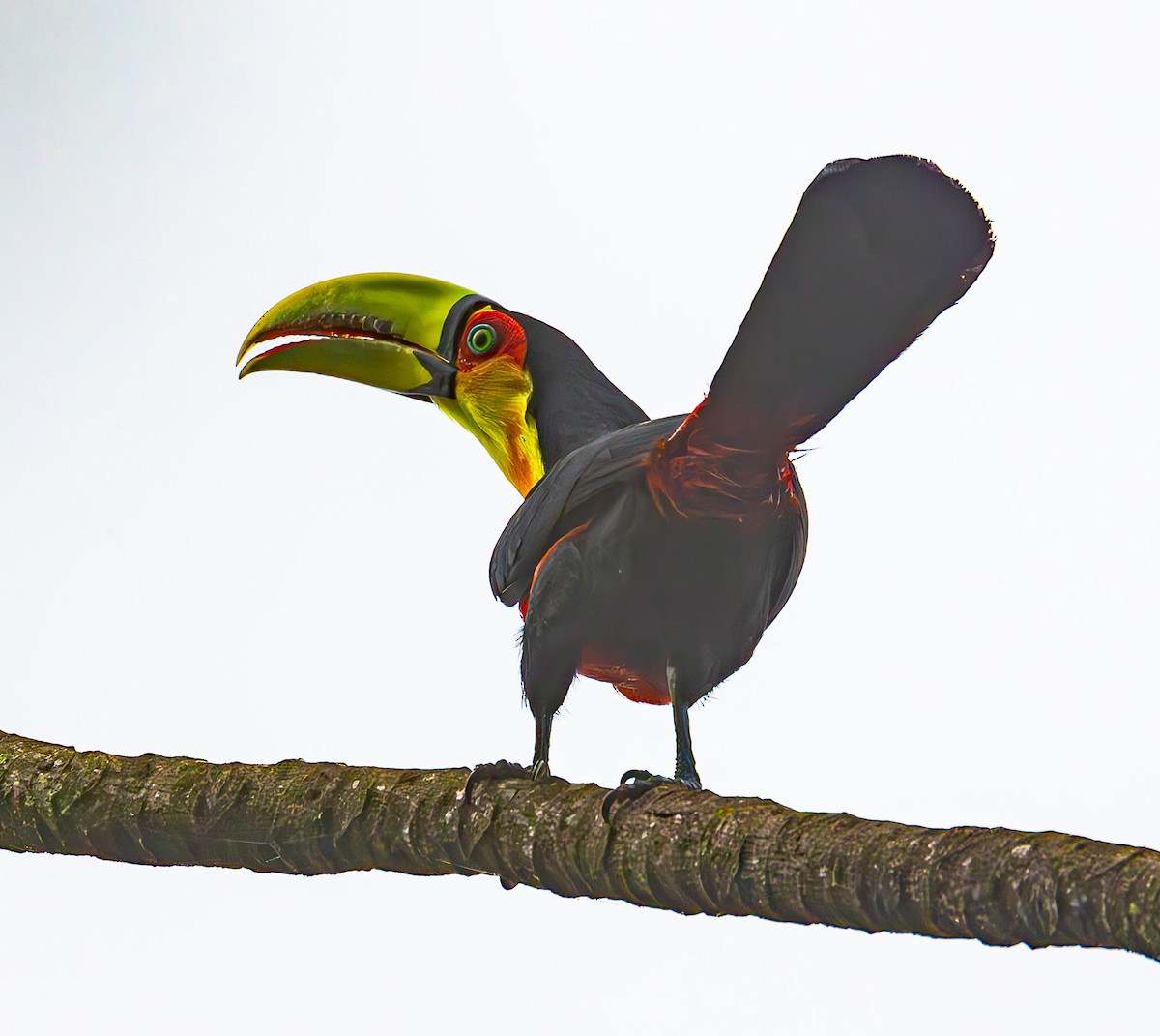 Red-breasted Toucan - ML609353692