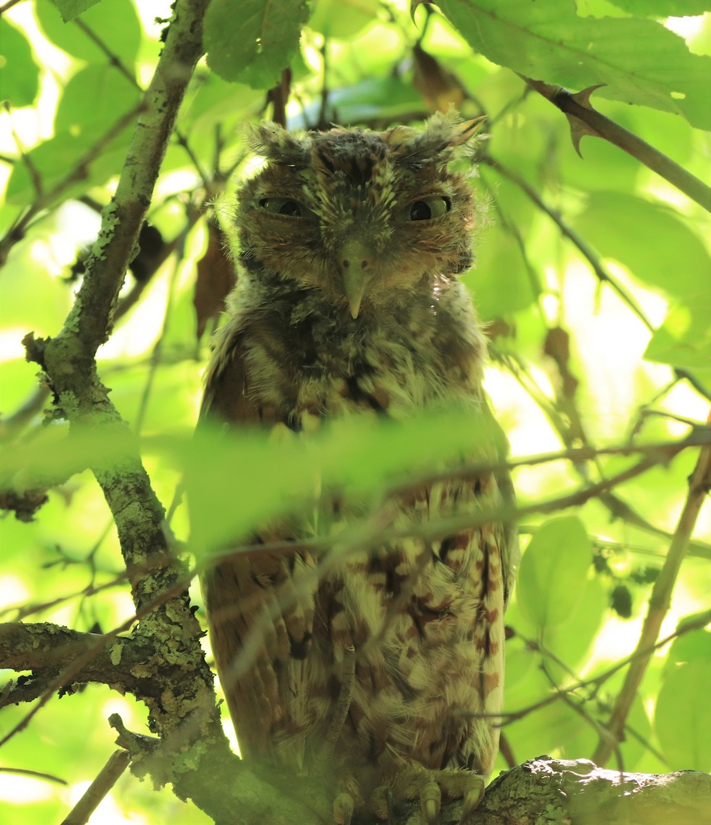 Eastern Screech-Owl - Will Burgoyne