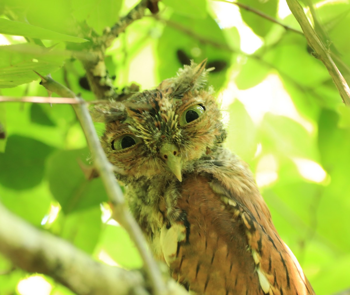 Eastern Screech-Owl - Will Burgoyne