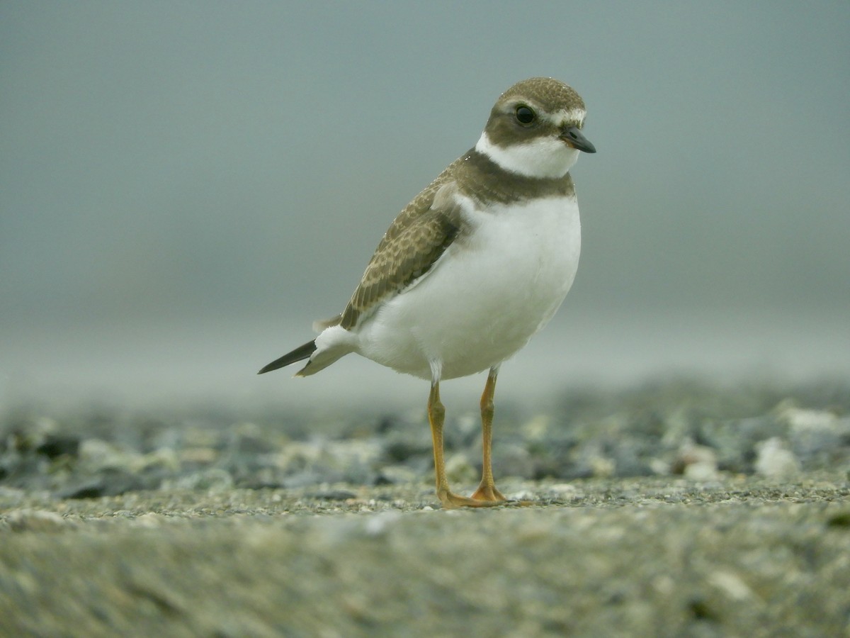 Semipalmated Plover - ML609353751