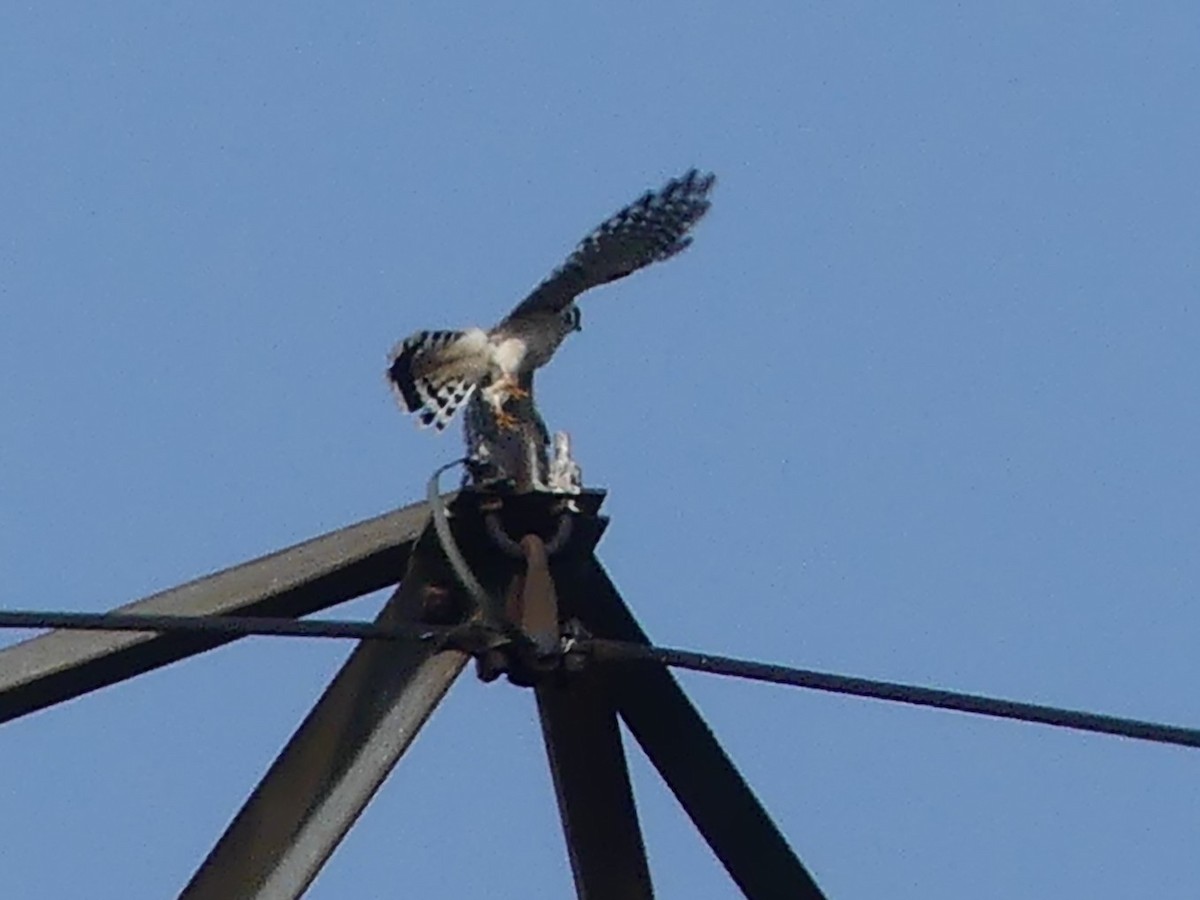 American Kestrel - André Labelle