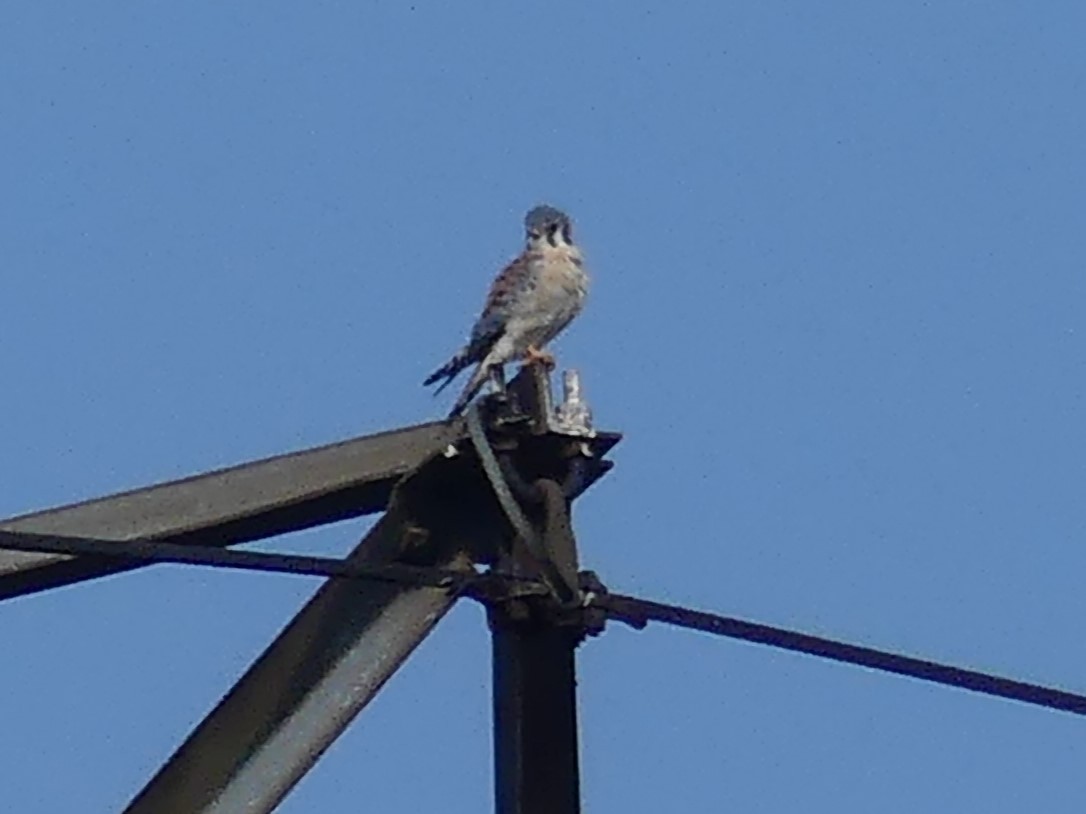 American Kestrel - André Labelle