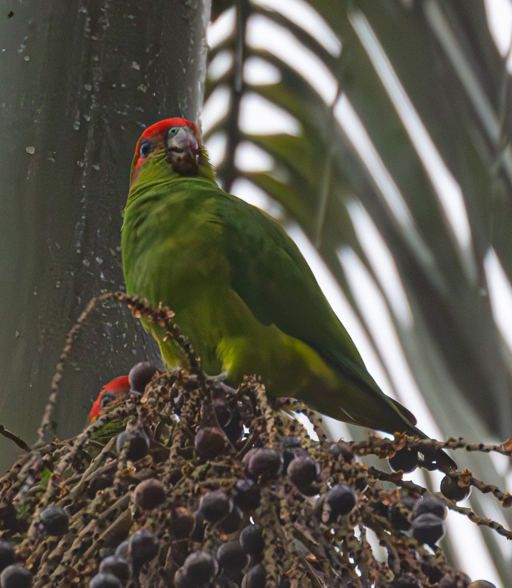 Pileated Parrot - ML609353823